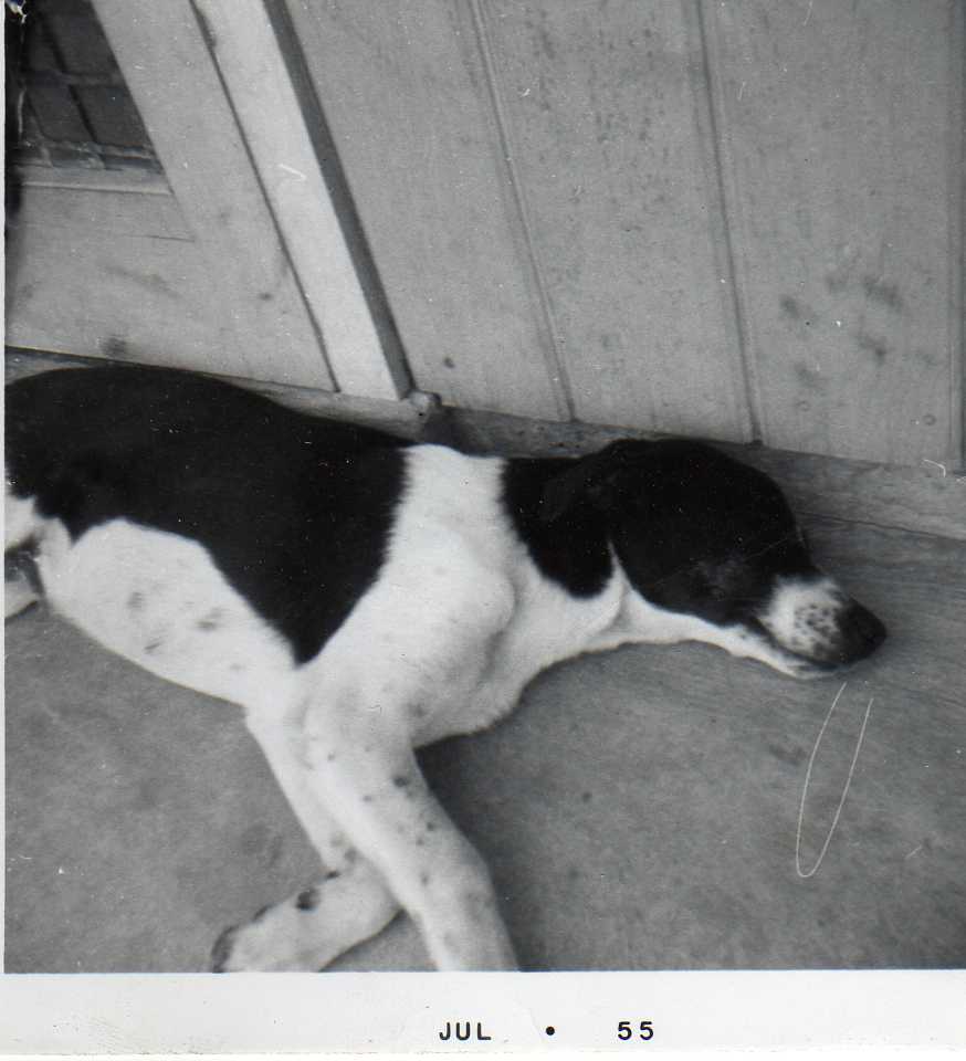 Image 64